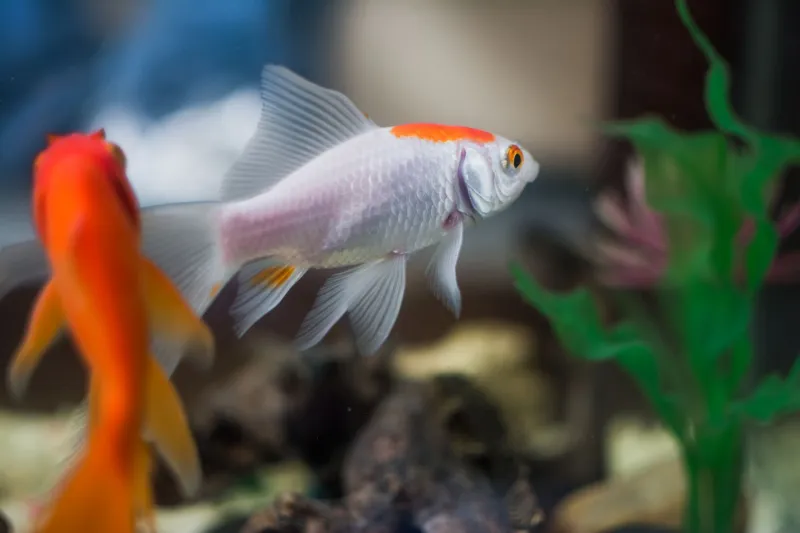 Goldfish Can Remember Things for Months — So Why Are We Still Telling That Three-Second Joke?