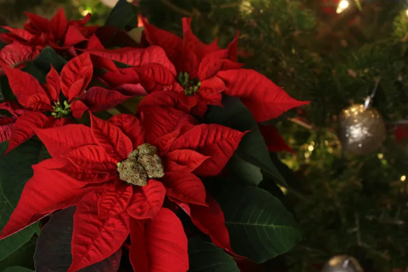 Holiday Emergency Rooms See Poinsettia Panic Every December — Despite Zero Deaths on Record